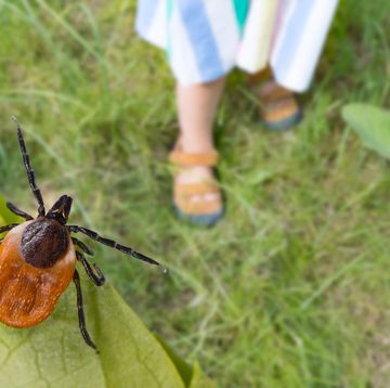 dangerous deer tick and small child legs in summer shoes on a grass ixodes ricinus