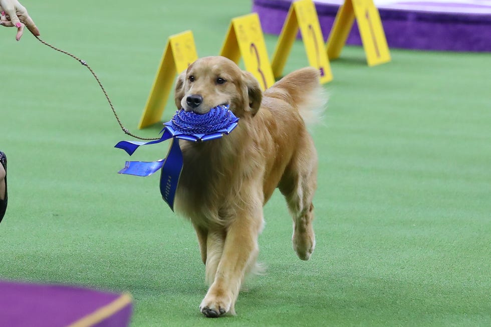 Inside the Secret World of the Westminster Kennel Club Dog Show