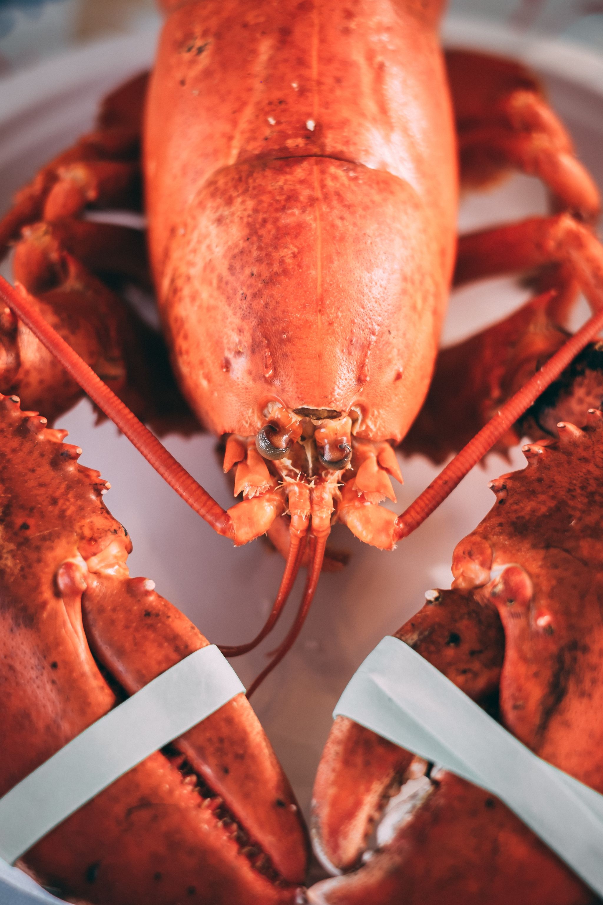 American lobster, Food, Lobster, Homarus, Seafood, Dish, Homarus gammarus, Cajun food, Decapoda, Spiny lobster, 