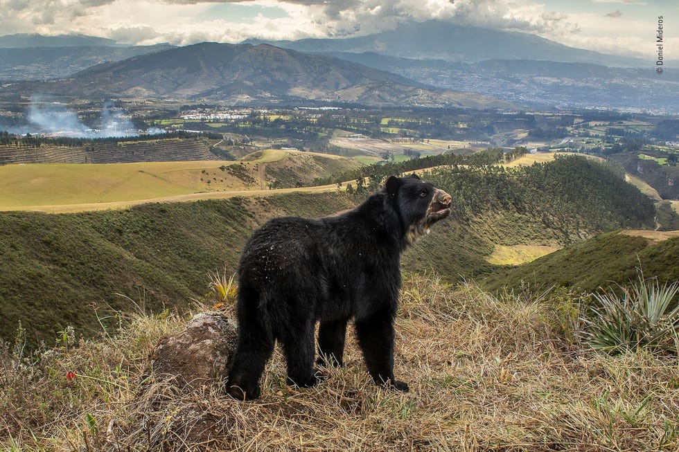 Spectacled bear’s slim outlook by Daniel Mideros, Ecuador Winner, Animals in their Environment Om de benarde situatie van de brilbeer in Ecuador te illustreren wilde Daniel Mideros het dier laten zien tegen een achtergrond van zijn verdwijnende habitat Mideros wist dit te bereiken door cameravallen te plaatsen langs een corridor voor wilde dieren op grote hoogte Deze opname won in de categorie Animals in their Environment
