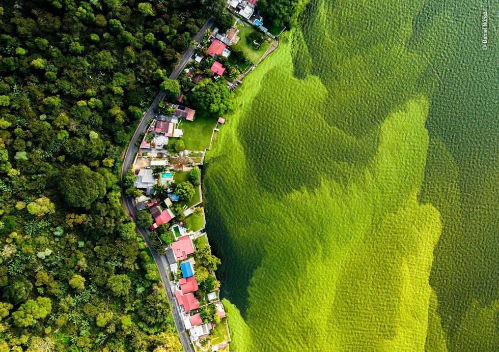 Deze foto is met een drone gemaakt door Daniel Nez Het winnende beeld in de categorie The Bigger Picture Wetlands toont een giftig geworden ecosysteem Afvalwater van GuatemalaStad en de velden van de boeren stroomt in Lago Amatitln waardoor dodelijke cyanobacterin blauwalgen ontstaan