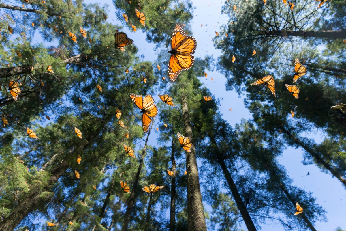 Mexico's monarch butterflies are falling victim to a real-life