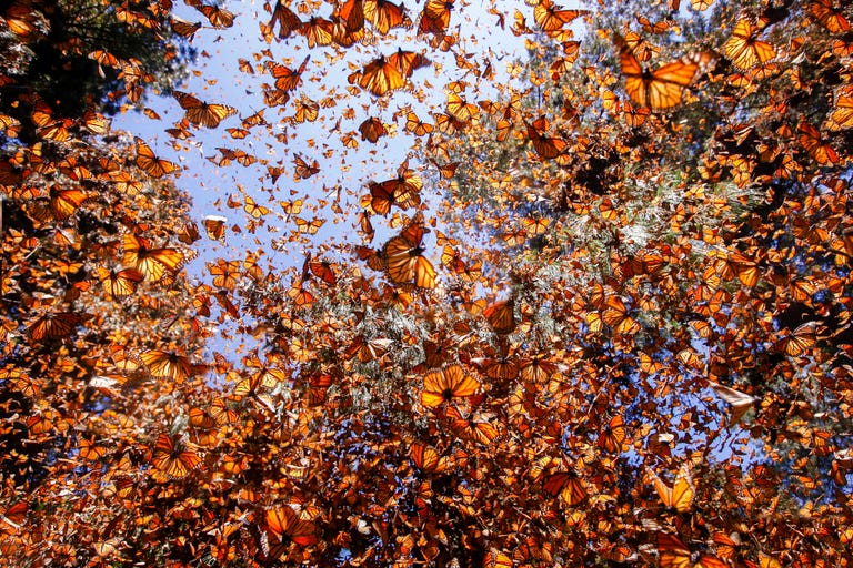 Millions of Monarch Butterflies Flock to This Mexican Forest Every Fall