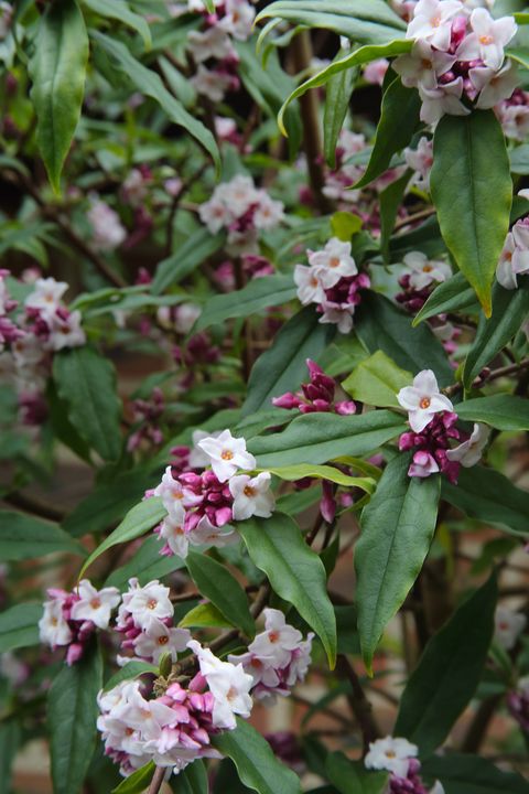 close up of part of a daphne odora bush in a domestic garden covered with fragrant pink and white flowers, haslemere, surrey, england, uk