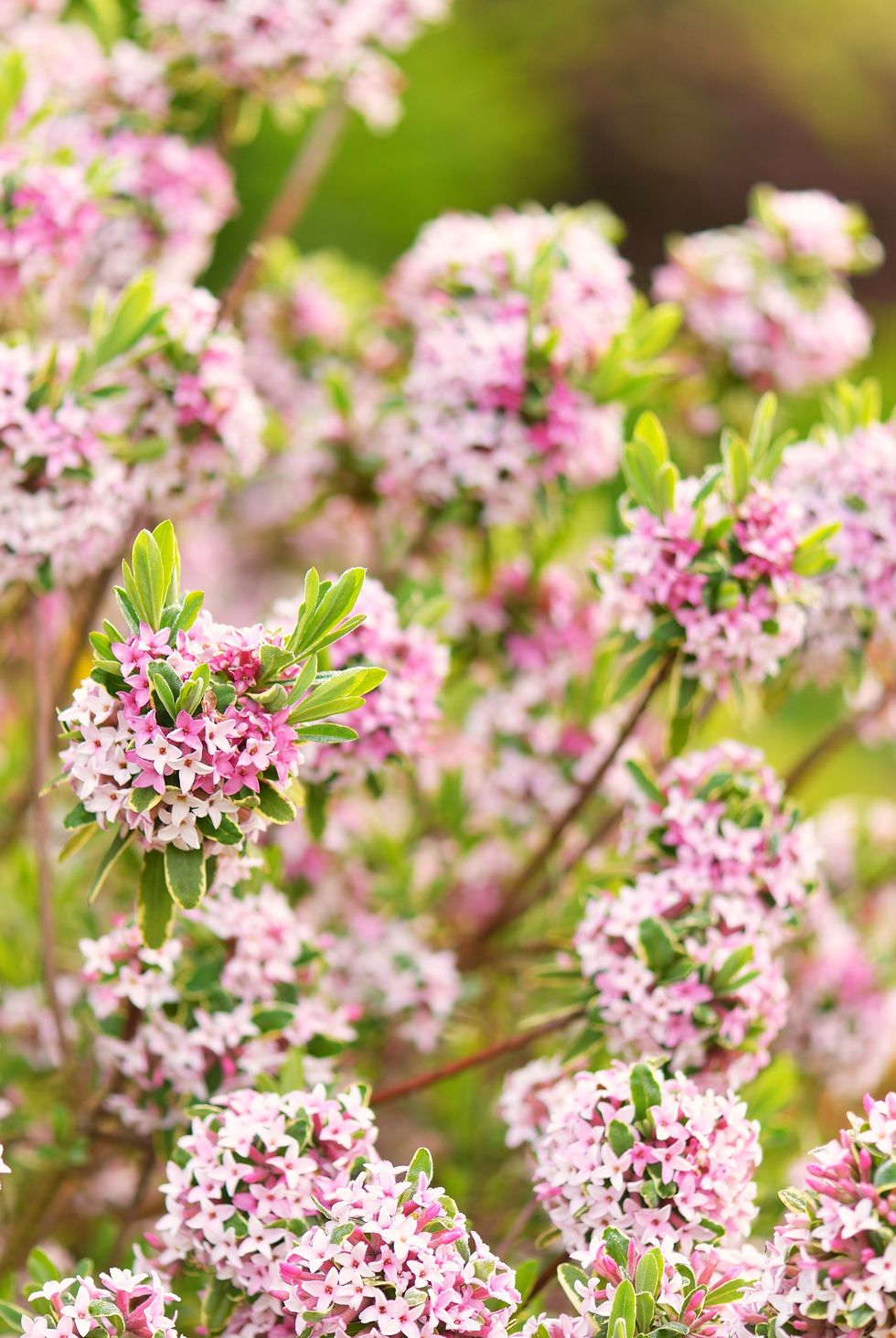 daphne × burkwoodii carol mackie