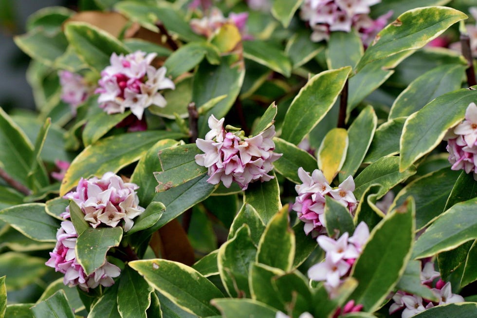 Drought-resistant shrub Daphne