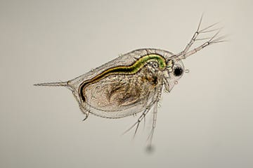 daphnia species micrograph