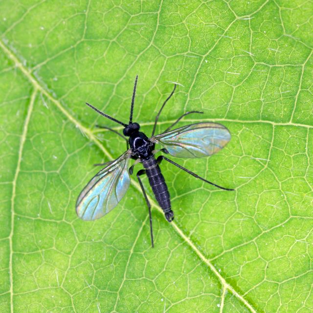 dark winged fungus gnat, sciaridae on a green leaf, these insects are often found inside homes