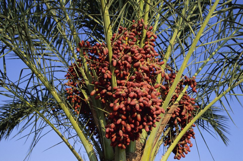 date palm with dates