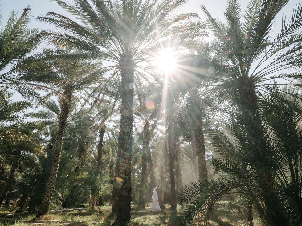 De Al Ain oase is zon 1200 hectare groot Er zijn ruim 147000 dadelpalmen te vinden van meer dan honderd verschillende soorten