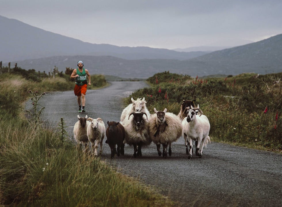 David Paul Cook running 10 Marathons in 10 Days behind sheep.
