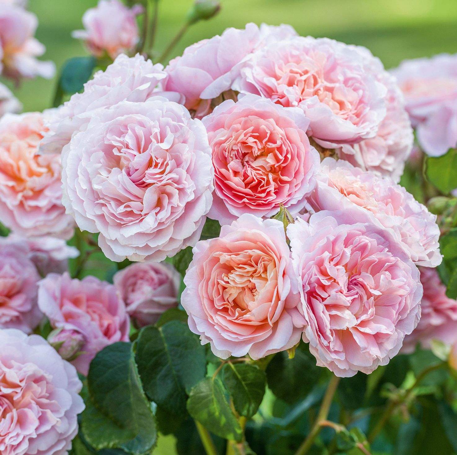 New roses at Chelsea Flower Show 2019