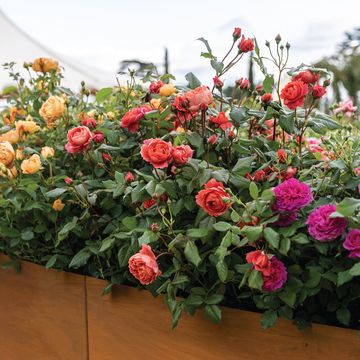 david austin, rainbow of roses installation, rhs hampton court palace flower show, july 2021