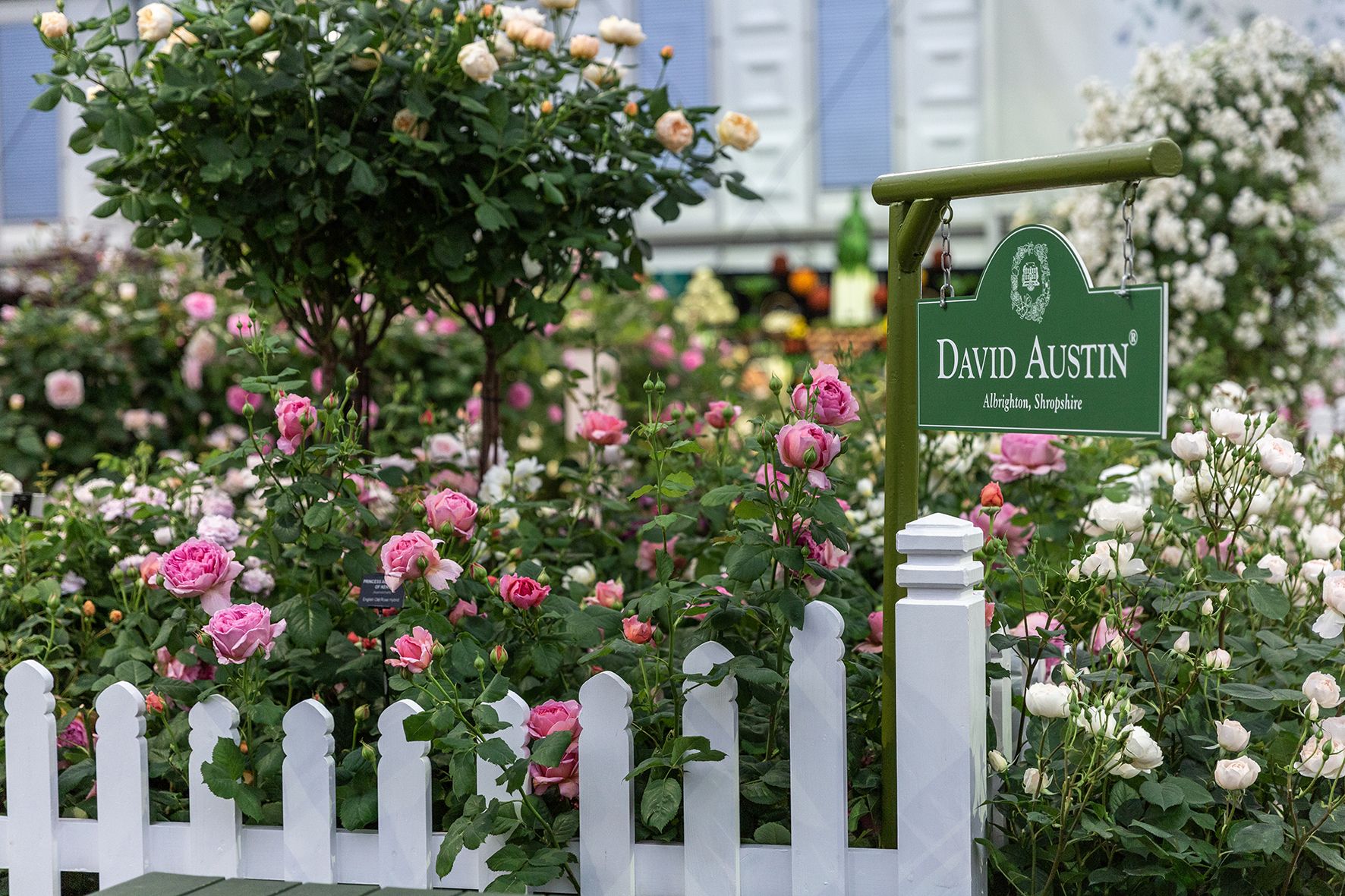 Roses – Tagged shrub – Chelsea Garden Center