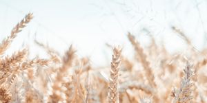 People in nature, Nature, Photograph, Sky, Phragmites, Field, Light, Grass, Natural landscape, Grain, 