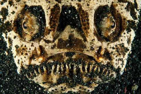 Deze vis een zogenaamde sterrenkijker doet denken aan een Mayamasker dat begraven ligt in het vulkanische zand in de Straat Lembeh in Indonesi Deze bijzondere dieren zijn enorm goede jagers die zich verstoppen en razendsnel uit het zachte zand tevoorschijn schieten om hun nietsvermoedende prooi te pakken