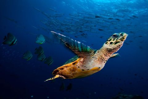 Een karetschilpad glijdt langs scholen vleermuisvissen en barracudas in de Kimbe Bay van PapoeaNieuwGuinea PapoeaNieuwGuinea Indonesi en de Filippijnen vormen een gebied dat de Koraaldriehoek wordt genoemd Dit gebied in de Grote Oceaan staat bekend om zijn rijkdom aan mariene biodiversiteit
