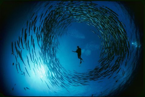 Barracudas vormen een bijna perfect ronde cirkel om een duiker tijdens een bijzonder moment in zee bij NieuwIerland een eiland van PapoeaNieuwGuinea Barracudas leven overdag in scholen als verdedigingsmechanisme tegen roofvissen De groepen vallen s avonds uiteen als ze zelf op jacht gaan