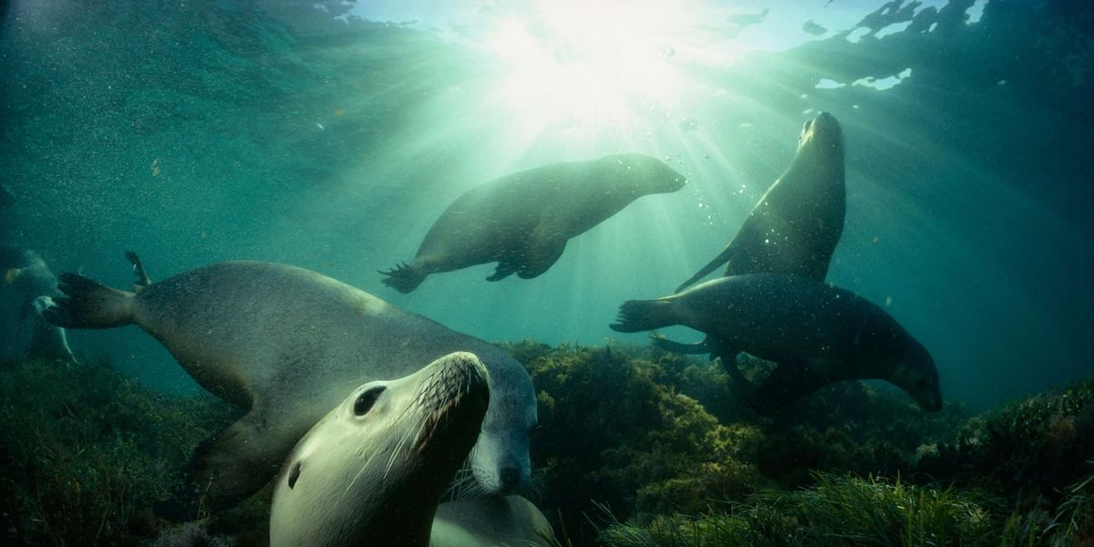 Australische zeeleeuwen spelen in een bed van zeegras bij Hopkins Island in de Spencergolf in ZuidAustrali Deze zeeleeuwen komen alleen voor in Australi en behoren tot de meest bedreigde vinpotige dieren ter wereld