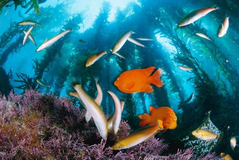 Felgekleurde rifbaarzen en lipvissen zoeken naar voedsel in de kelpwouden bij Anacapa Island in het Channel Islands National Marine Sanctuary voor de kust van Californi Door de overbevissing van de paarsgekleurde zeeegel Strongylocentrotus purpuratus die op deze vissen jaagt namen deze grazers in aantal toe wat nadelig uitpakte voor het kelp