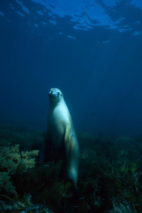 Een Australisch zeeleeuwenvrouwtje onder water bij Hopkins Island in de Spencergolf in ZuidAustrali Deze nieuwsgierige een vriendelijke dieren worden soms opgegeten door grote witte haaien Als dat gebeurt is het verstandig om uit het water te gaan