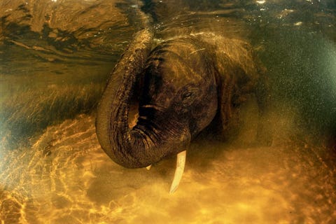 Een Afrikaanse olifant gaat kopje onder in het koele water van de Okavangodelta in Botswana De olifant bleef een paar minuten over de bodem rollen en ging vervolgens op zijn knien liggen Het dier stak zijn slagtanden verschillende keren in de zandbodem totdat het ivoor blonk Juist dat ivoor is de oorzaak is van het wereldwijde stroopprobleem voor olifanten