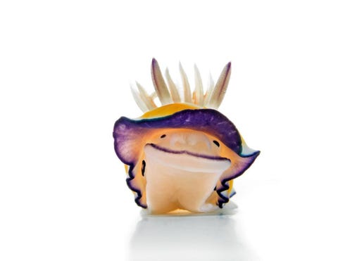 Bij het Indonesische eiland Bali gebruikt een chromodoris een soort zeenaakslak felle kleuren om aan roofdieren duidelijk te maken dat hij giftig is Zeenaaktslakken worden ook wel nudibrachia genoemd naar hun naakte kieuwen Ze zijn niet erg bekend bij het grote publiek maar ze spelen een belangrijke rol in het ecosysteem van de oceaan