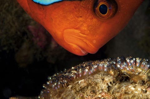 Een clownvismannetje zorgt fanatiek voor zijn legsel voor Anilao op de Filippijnen Gedurende zeven tot tien dagen wapperen de mannetjes met hun kieuwen om de eitjes van zuurstof te voorzien verwijderen ze rommel en verjagen ze roofdieren totdat de eieren uitkomen Deze kleurige vissen zijn een doelwit voor handelaren in huisdieren en hebben te lijden onder verwoesting van het koraalrif