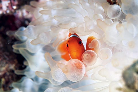 Een bruine anemoonvis kijkt naar buiten vanuit de bescherming die zijn gastheer hem biedt in de Kimbe Bay van PapoeaNieuwGuinea De helderwitte zeeanemoon verloor zijn roze kleur toen het water in korte tijd opwarmde waardoor de algen waarmee de anemonen in symbiose leefden vertrokken Dergelijke verbleking komt steeds vaker voor en vormt een wereldwijde bedreiging voor veel koraalriffen