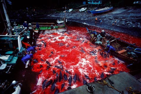 Vissers slachten systematisch wilde dolfijnen af die ze met geweld de Futon Harbor hebben ingedreven op het Japanse schiereiland Izu tijdens de jaarlijkse dolfijnenjacht De vissers snijden de halsslagaders van de dieren door en laten ze doodbloeden De angstige geluiden van de dieren drongen door in het beton waar wij op stonden