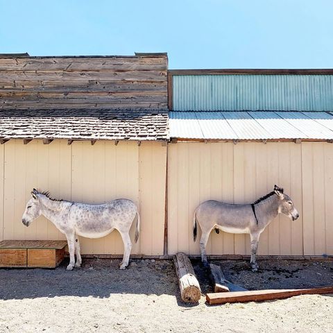 Twee ezels worden vastgelegd terwijl ze rusten in de schaduw naast de weg in Oatman in Arizona  een historische stad langs de iconische Route 66 ook bekend als de Main Street of America
