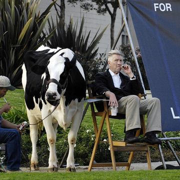 "inland empire" writerdirector david lynch r is joined by a live cow and its handler mike fanning as he promotes the film's star laura dern for movie awards season at the intersection of hollywood blvd and la brea ave in los angeles, december 13, 2006 lynch said he was performing the stunt "to promote laura dern for every award because i believe she gave the best performance of the year and one that will live on in time" reuterschris pizzello united states
