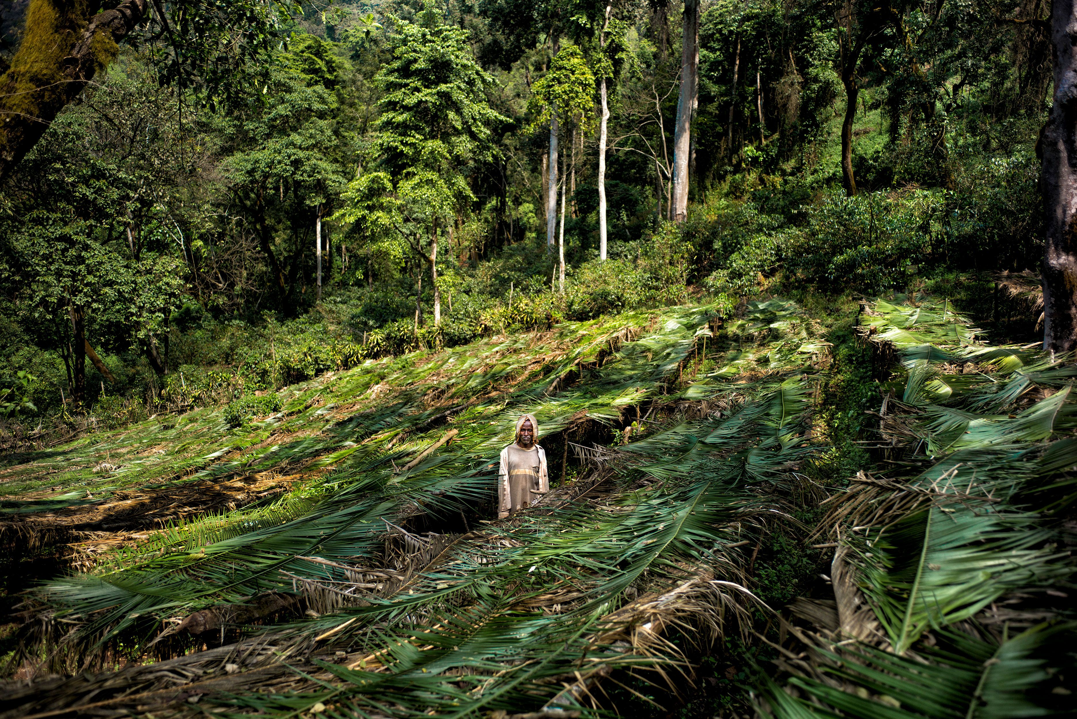 Will wild coffee go extinct from climate change? Botanists say we