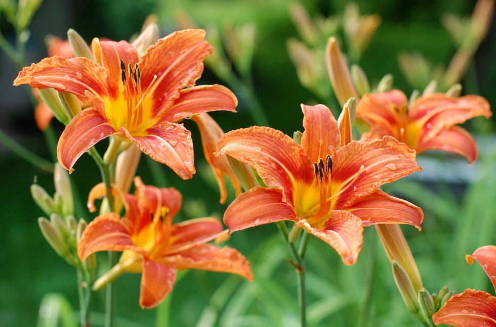 Flower, Flowering plant, Lily, Orange lily, Daylily, Petal, Orange, Plant, Close-up, Lily family, 