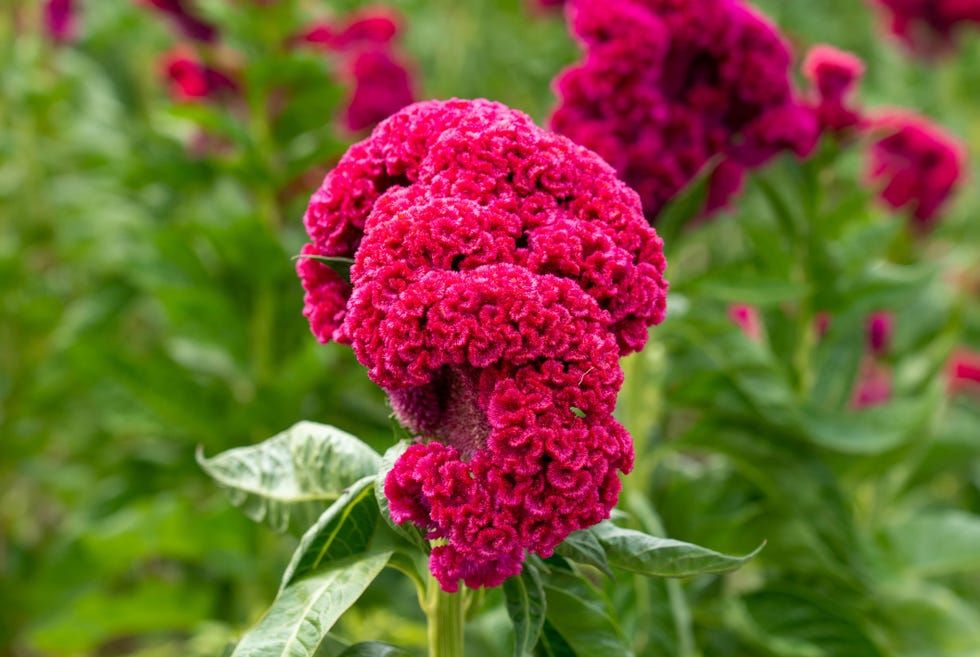 5-day-of-the-dead-flowers-what-they-are-and-their-meaning-on-the-altar