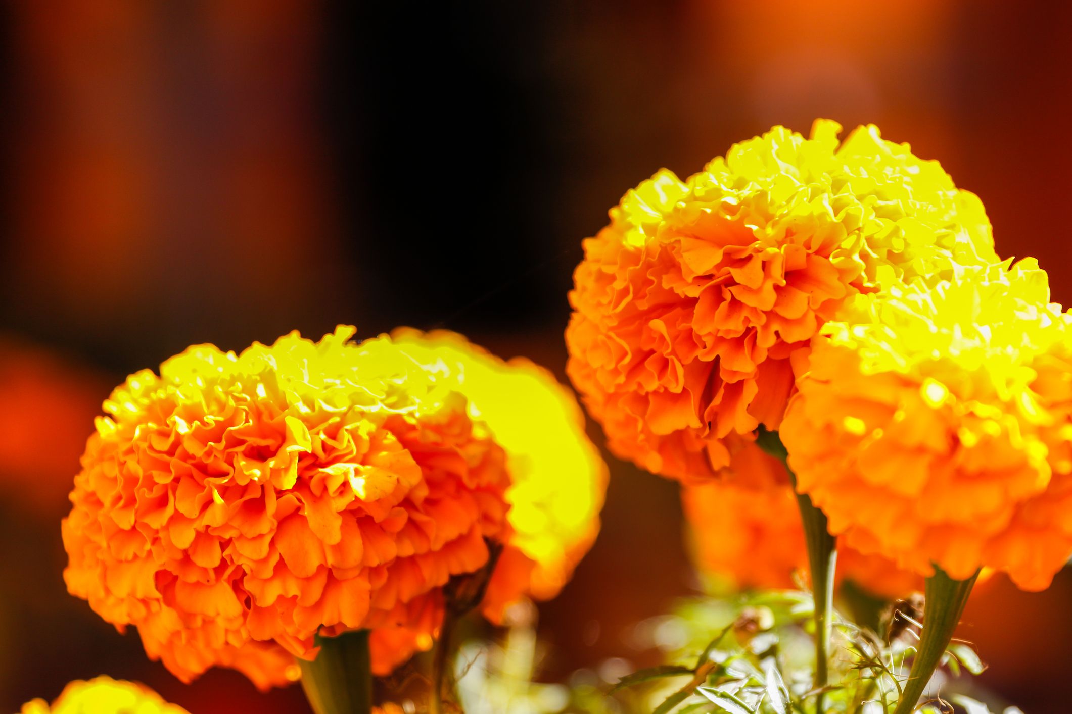 6 Day of the Dead Flowers - Día de Muertos Flower Meanings