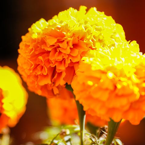 a close up of orange marigold flowers or flor de cempascuchil