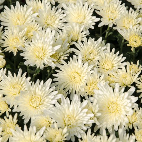 a close up of white chrysanthemum flowers for day of the dead