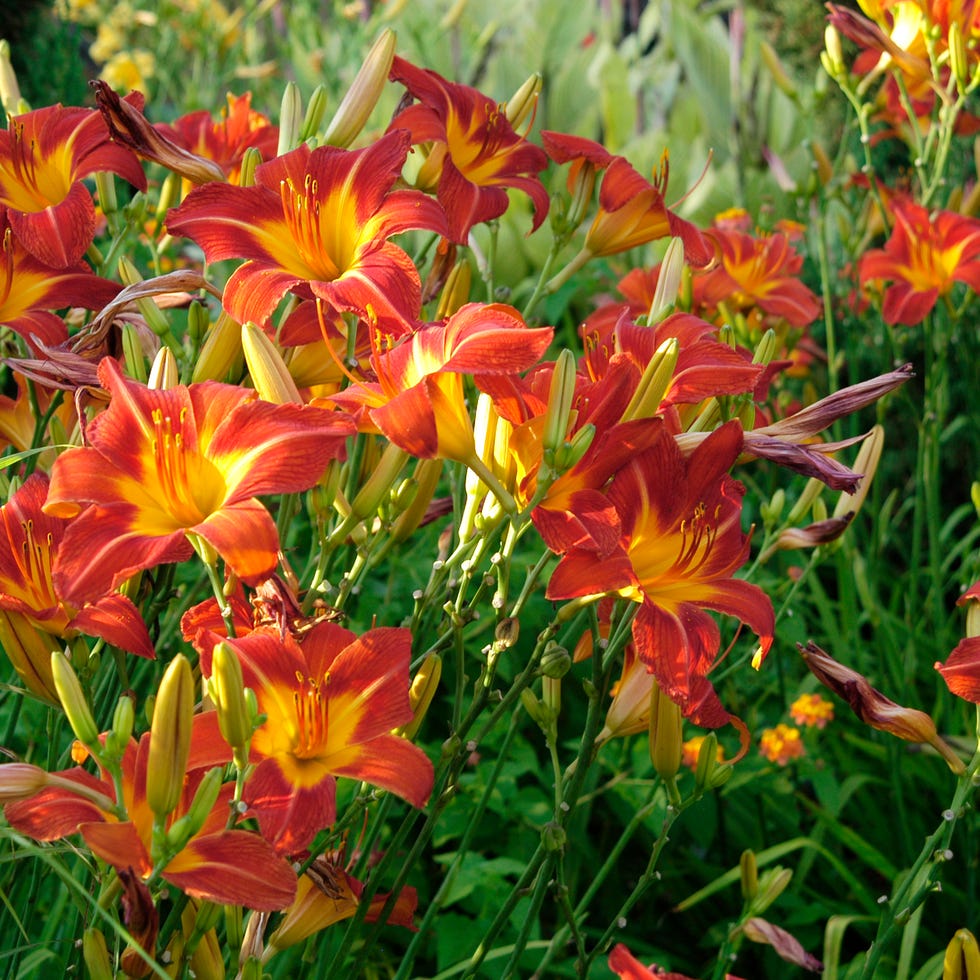 daylilies