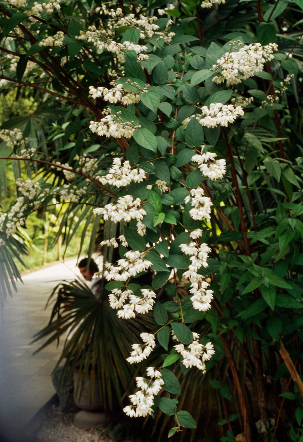 Mock orange...