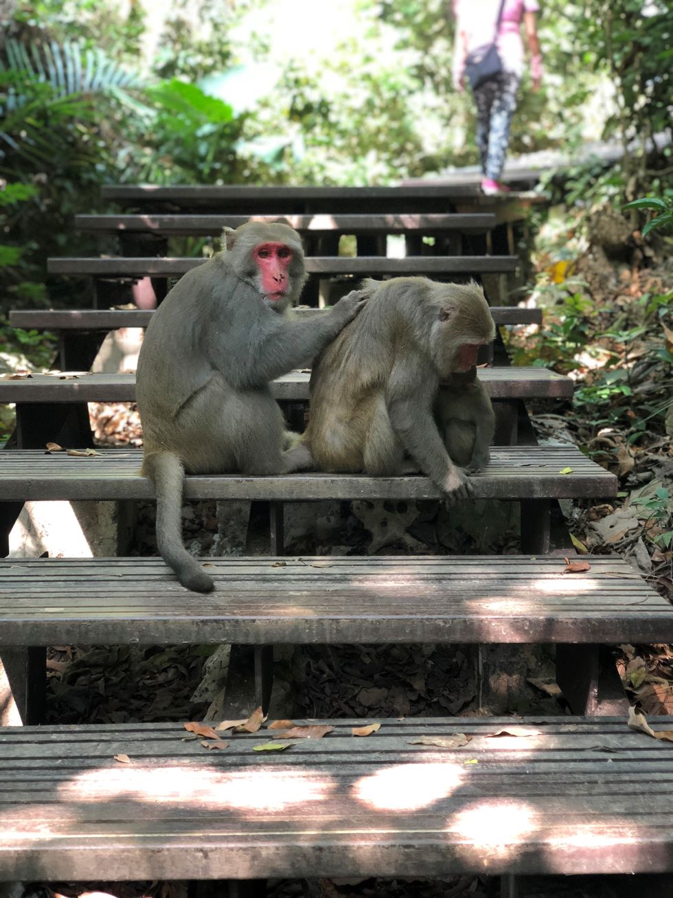 Macaque, Primate, Zoo, Temple, Wildlife, Leisure, Elephant, 