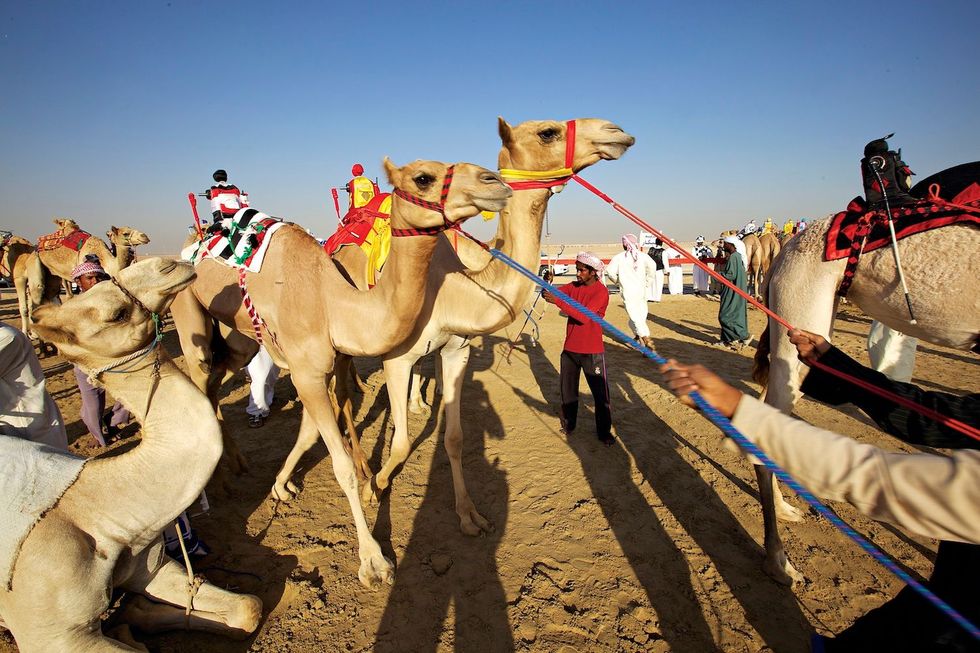 Een race met door robotjockeys bereden kamelen trekt veel publiek naar de woestijn van Abu Dhabi