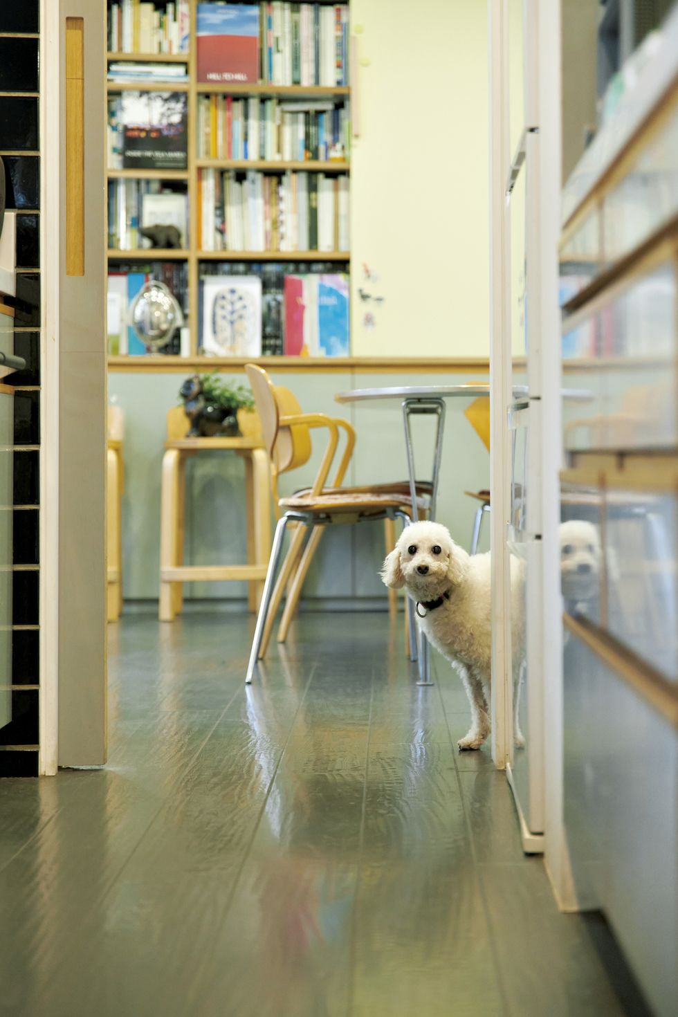 設計事務所ima　小林マナ　自宅　オフィス　暮らし　犬　猫　オフィス
