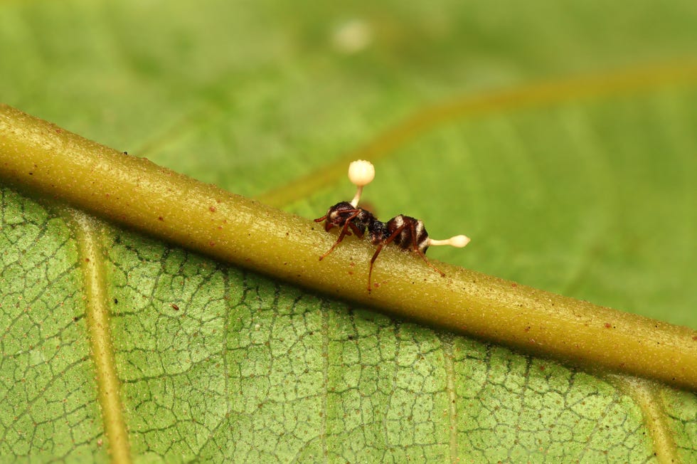 dead ant because of cordyceps fungus, from indonesian new guinea