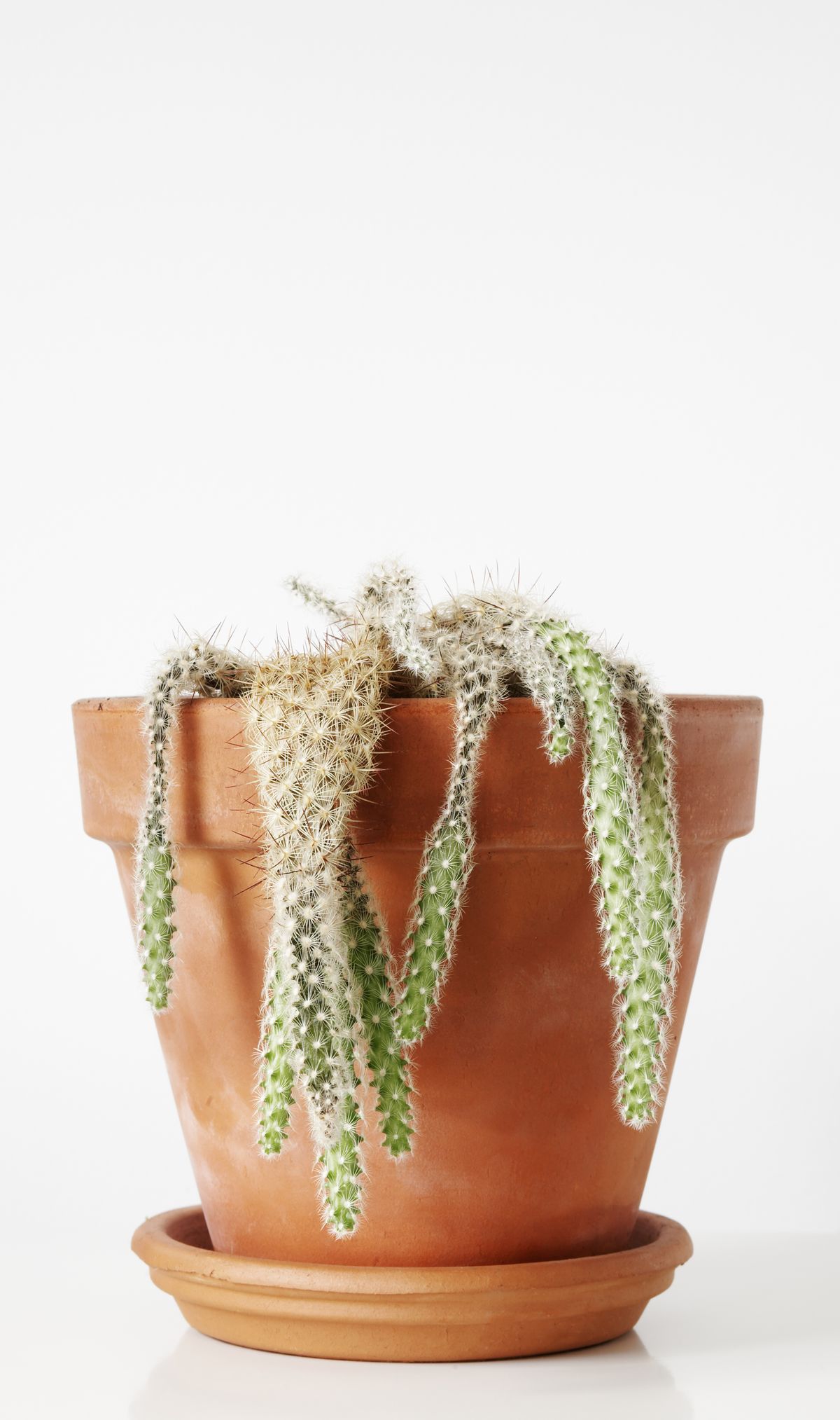 dead cactus in flower pot