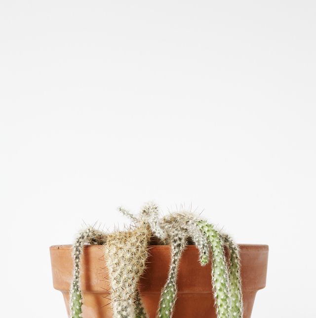 dead cactus in flower pot