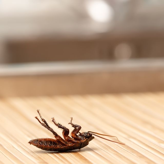 best cockroach killers traps