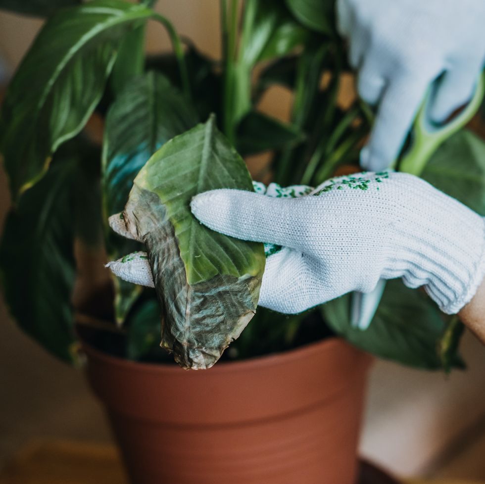 cutting off dead houseplant leaves