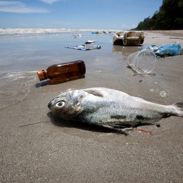 dead fish on a beach surrounded by washed up garbage