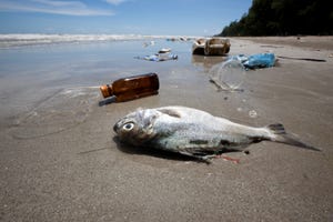 dead fish on a beach surrounded by washed up garbage